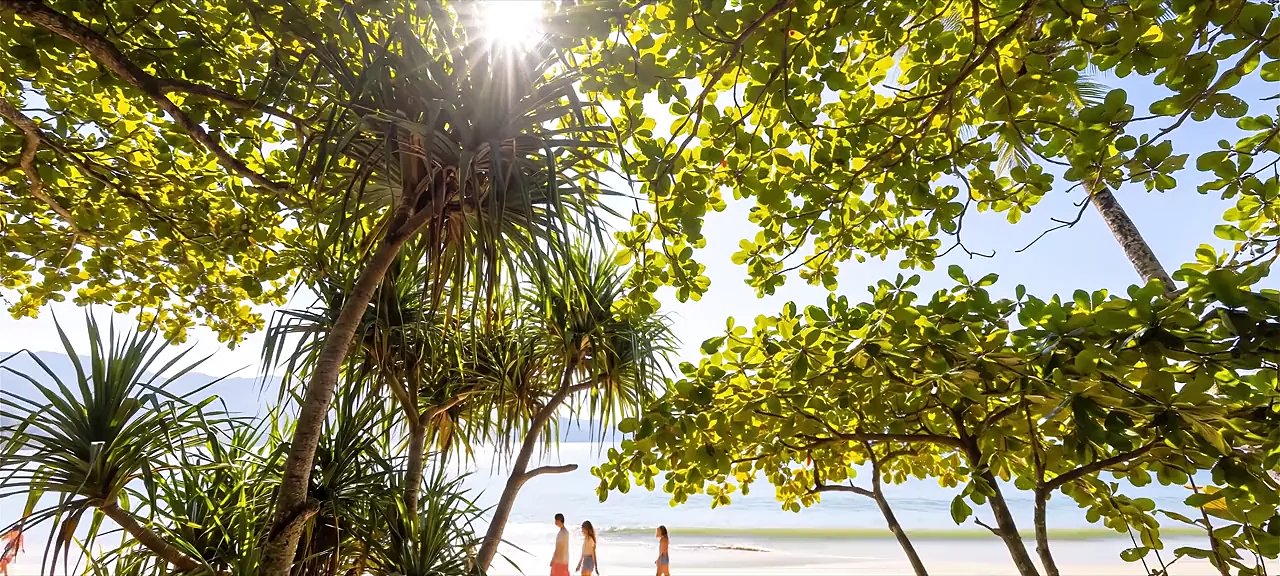 Praia vista entre coqueiros