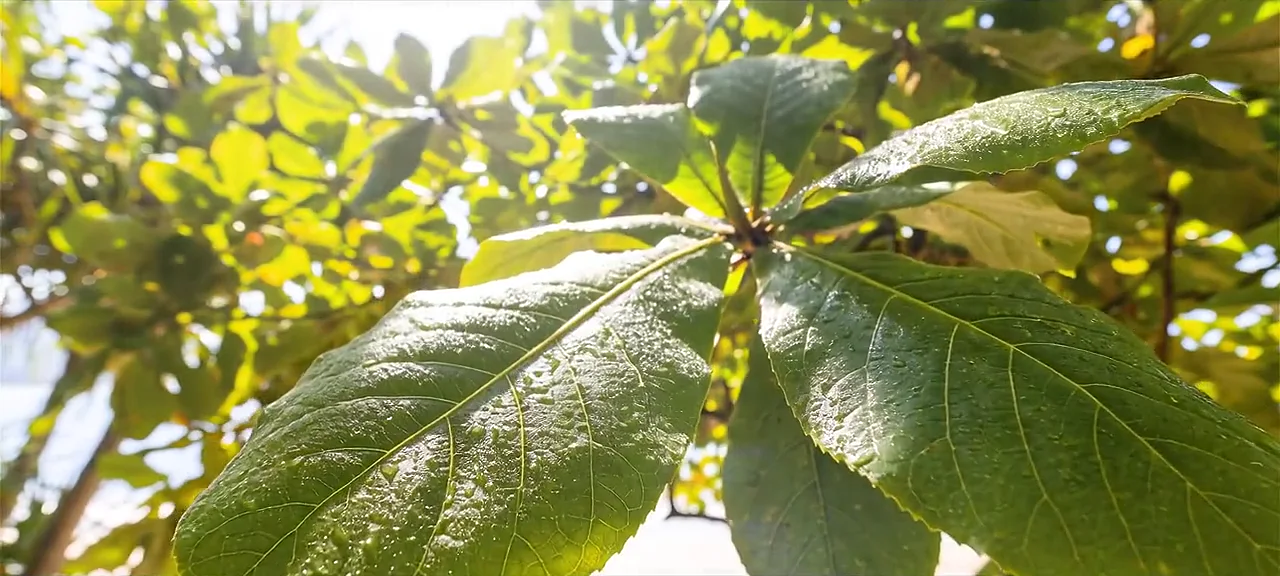 Folhagem da Mata Atlântica com luz do sol